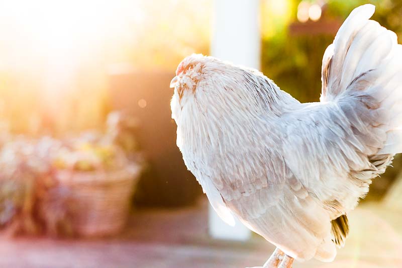 Das hilft Hühnern durch die Sommerhitze