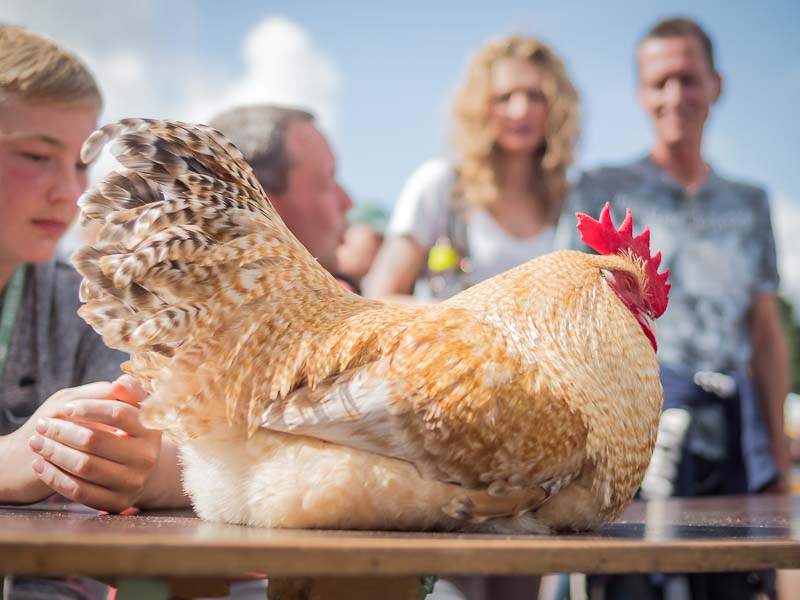 Die Hühner haben Hitzefrei auf dem Weyher Bio-BBC 2019